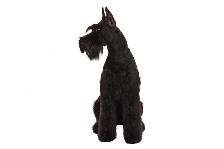 How To Know That Your Giant Schnauzers Are Aging And Tips For Caring Them