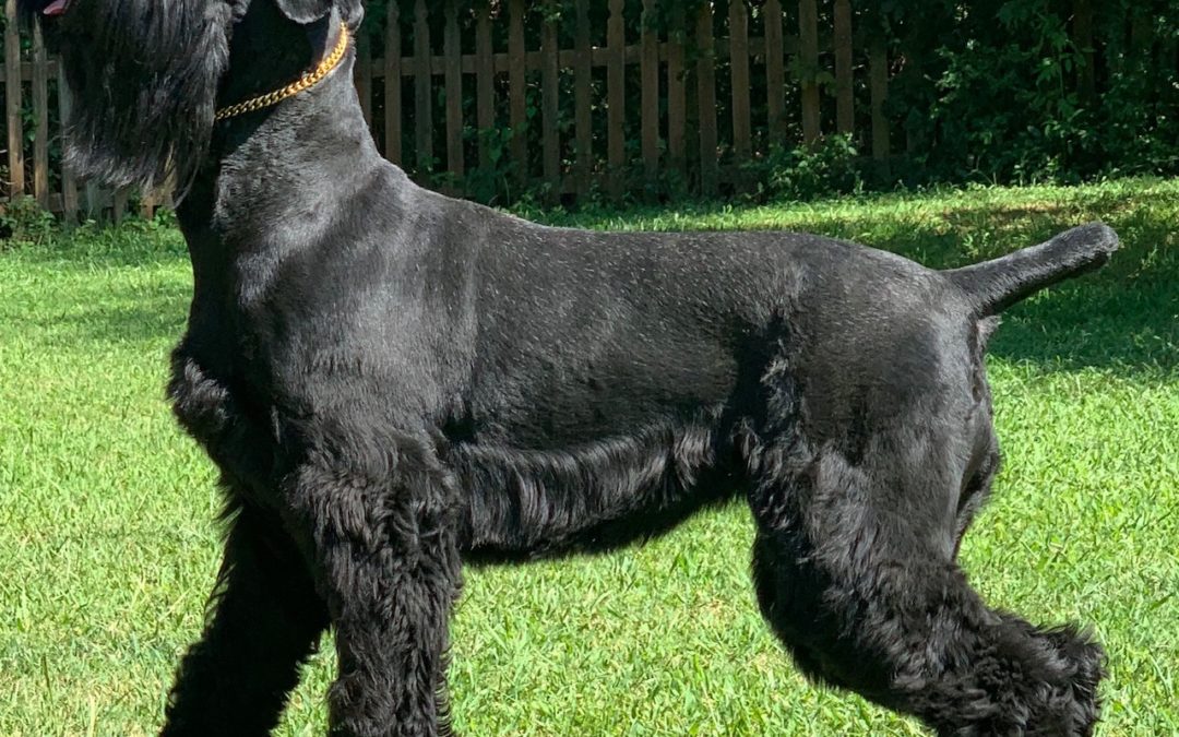 Hand stripping 2024 giant schnauzer