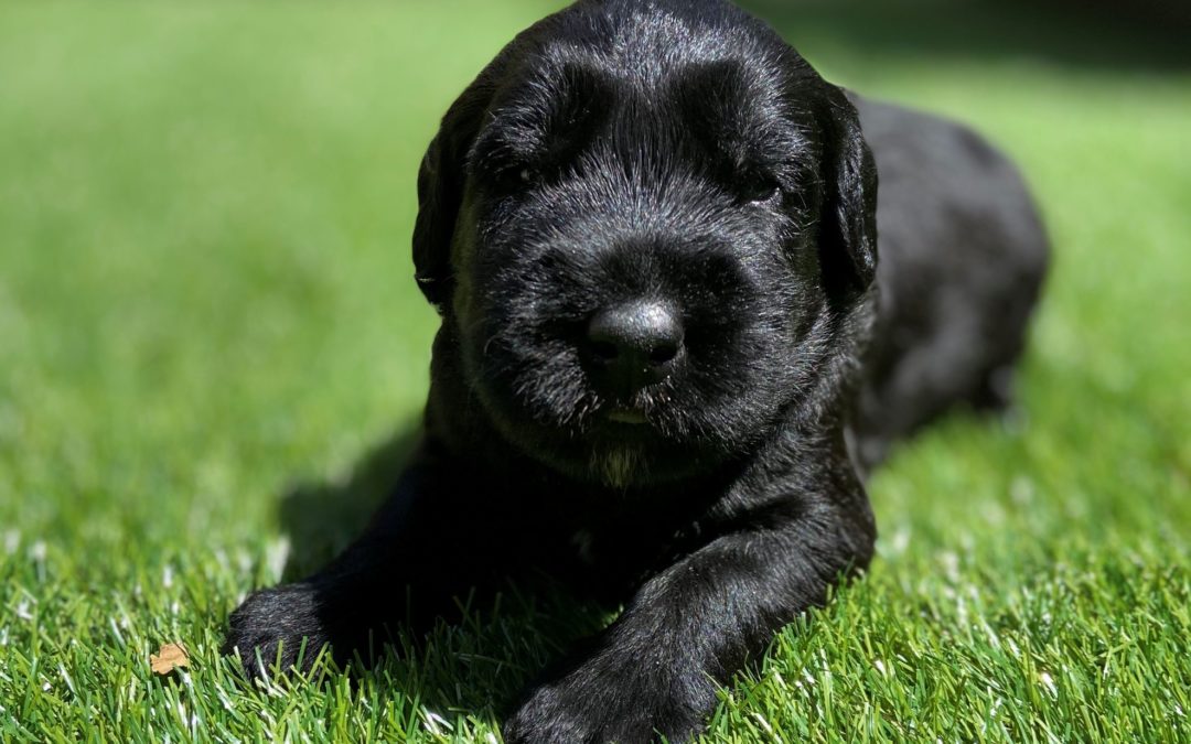 Basic Needs To Buy For A New Giant Schnauzer Puppy