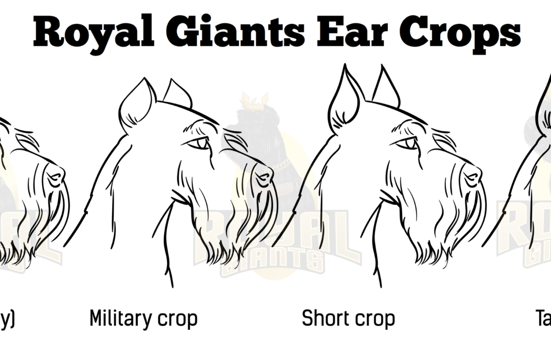 Why do you crop giant schnauzer ears? – Giant Schnauzer Ear Crops