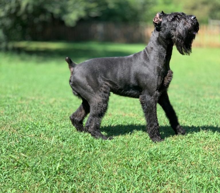 5 Tips In Choosing The Best Training Treats For Your Giant Schnauzer