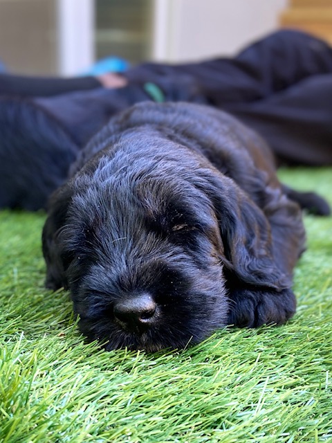How To Choose A Giant Schnauzer Puppy