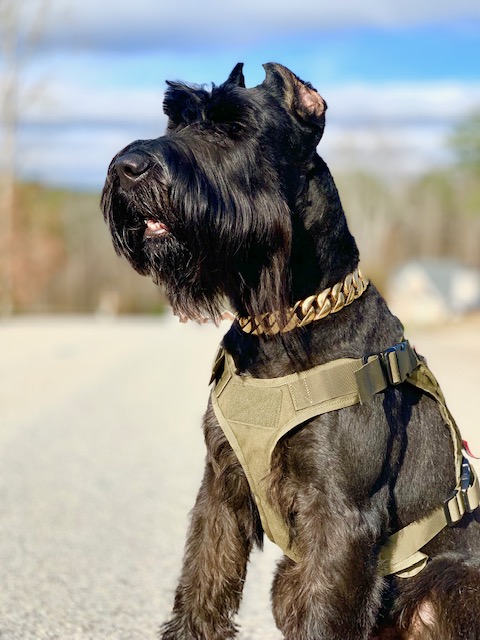 giant schnauzer protection dog for sale