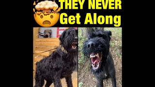 Is the Giant Schnauzer Dominant Or Submissive?