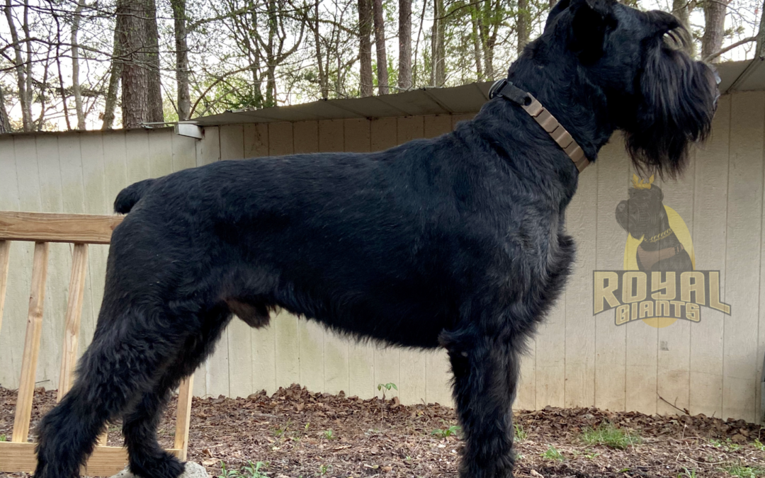 Things You Should Know Before Bringing Home a Giant Schnauzer