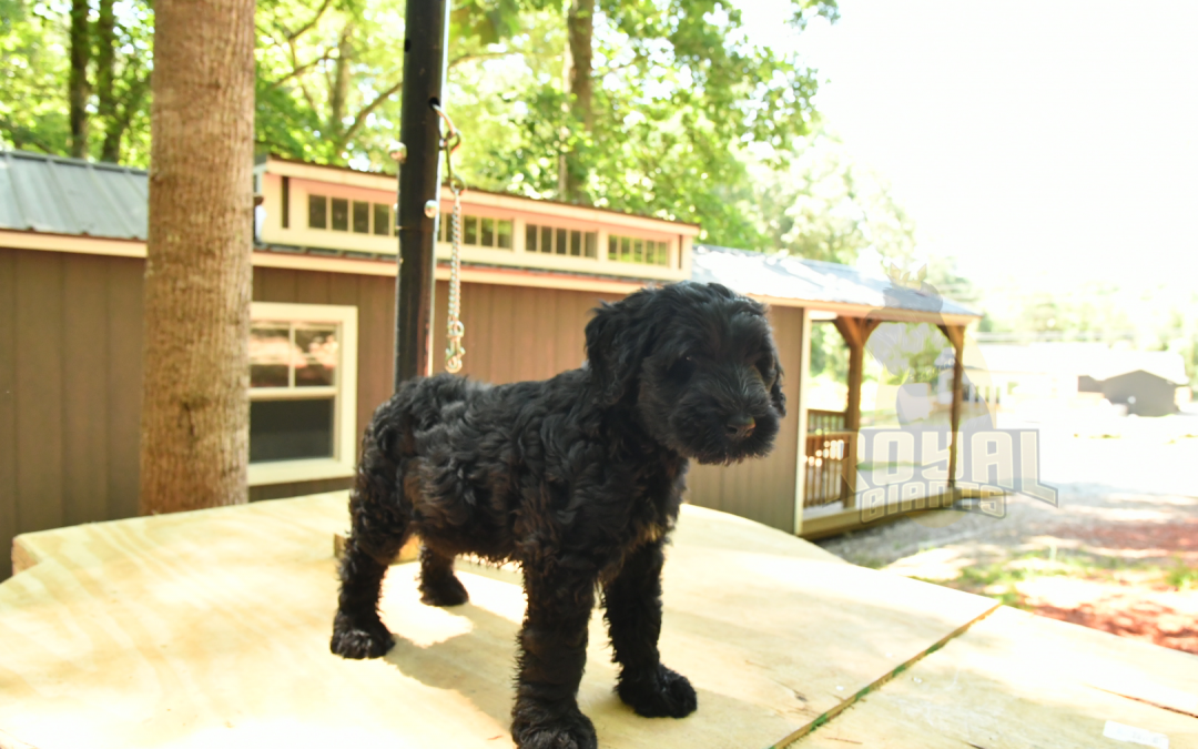 5 Simple And Easy Tips To Keep Your Giant Schnauzer’s Teeth Squeaky Clean!