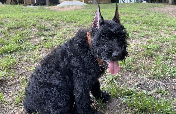 Preventive Healthcare Guidelines For Giant Schnauzers