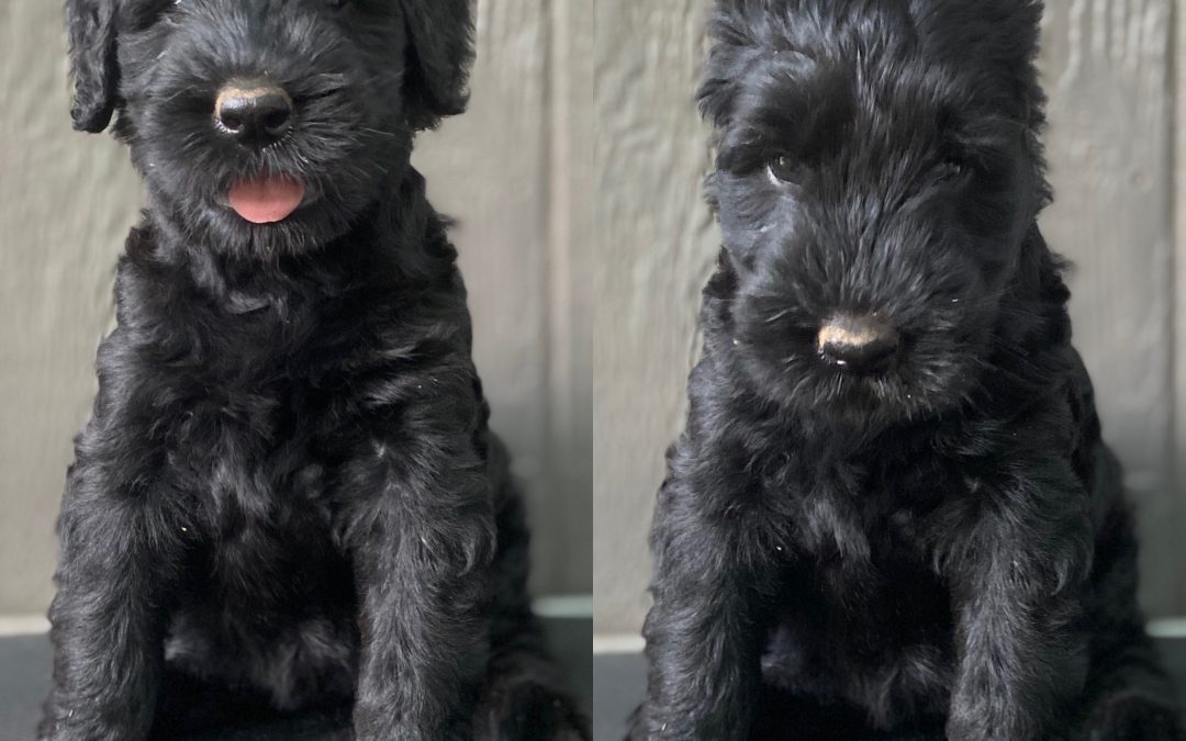 Should You Crop Your Giant Schnauzer’s Ears or Not?