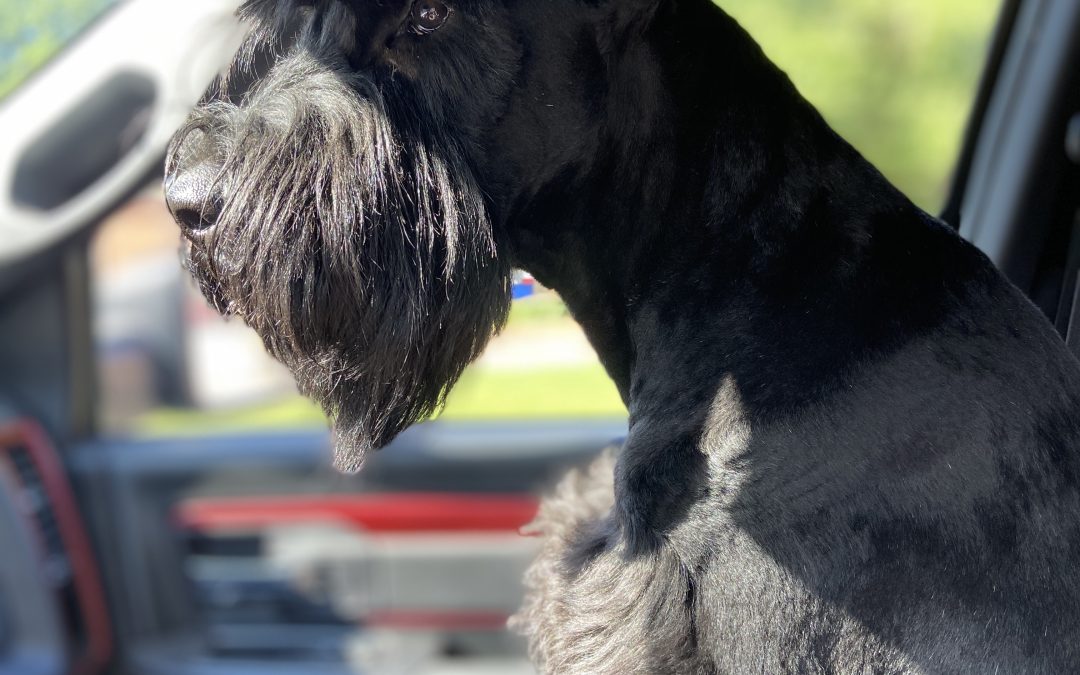 Helpful Tips For Your Giant Schnauzer If You Plan To Go On Vacation