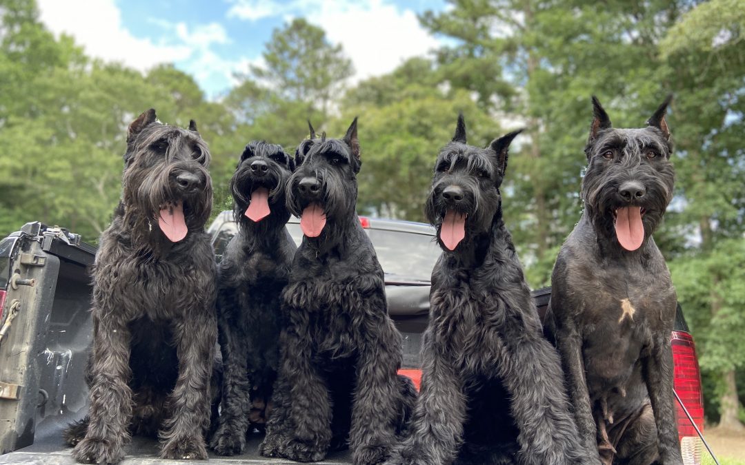 About The Giant Schnauzer