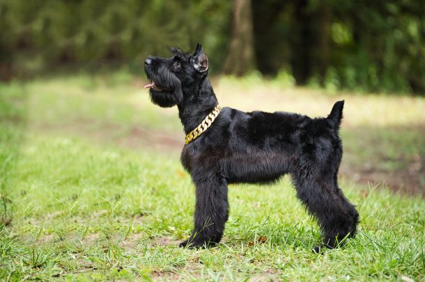 Giant Schnauzer Breedings/Litters | Royal Giants