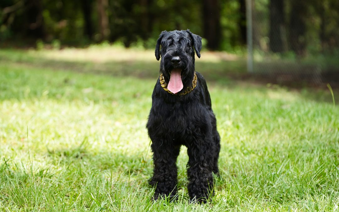 5 Possible Reasons Why Your Giant Schnauzer Stops Eating and Ways To Solve It