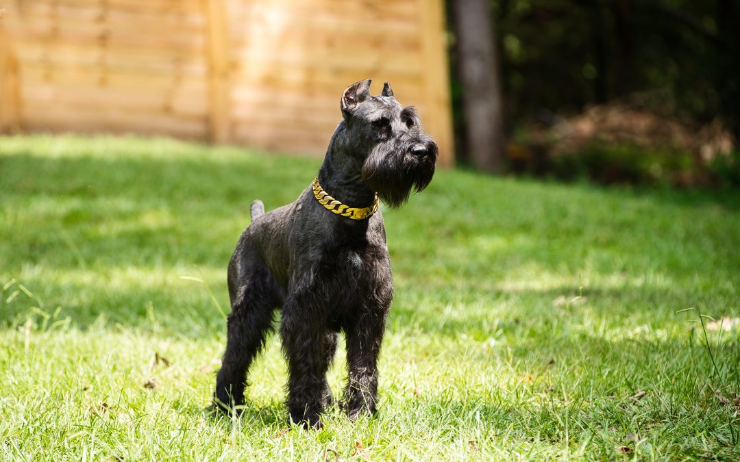 understanding-your-giant-schnauzer-s-wellness-royal-giants