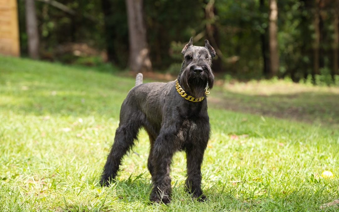 Schnauzer food outlet allergies