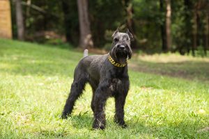 alt text < giant schnauzer standing>