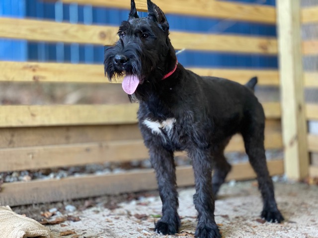 Basic Facts That You Should Know When Bathing Your Giant Schnauzers