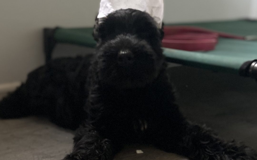 Giant Schnauzer Ear Cropping: The What and How’s