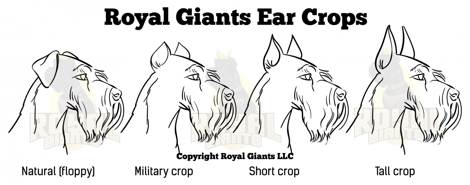 Giant Schnauzer Ear Cropping: The What and How’s | Royal Giants