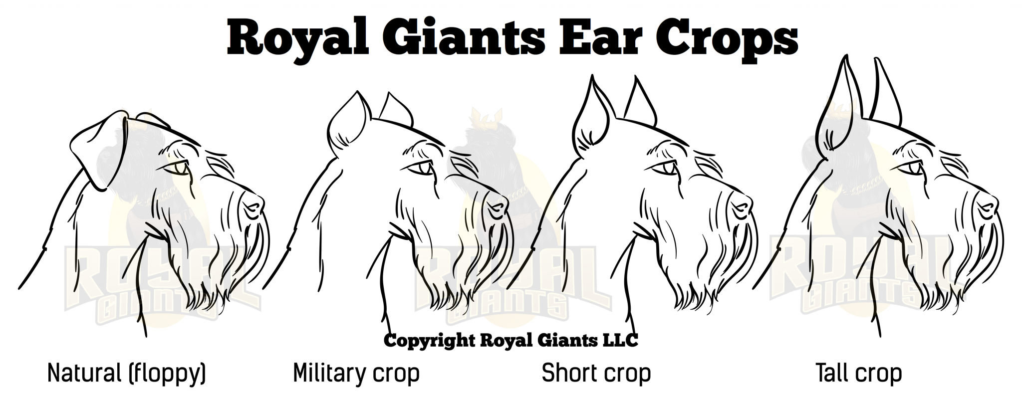 Giant Schnauzer Ear Cropping The What and How’s Royal Giants