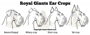 Royal Giants LLC Copyright 2020