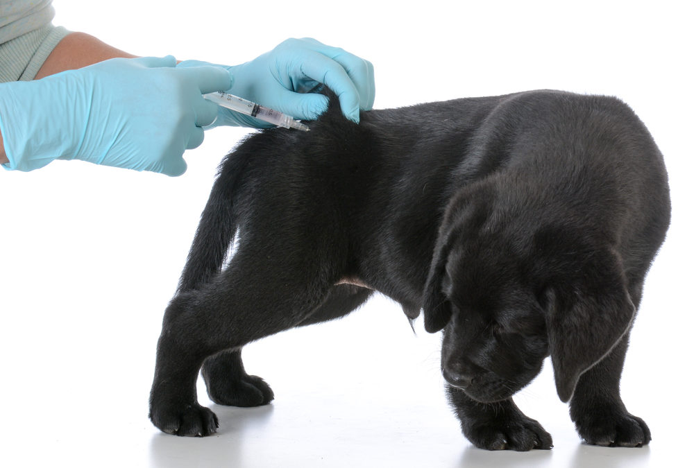 What Shots Does My Giant Schnauzer Puppy Need? – When to Vaccinate and Why