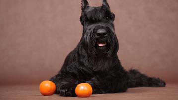 7 Human Foods That Are SAFE For Giant Schnauzers